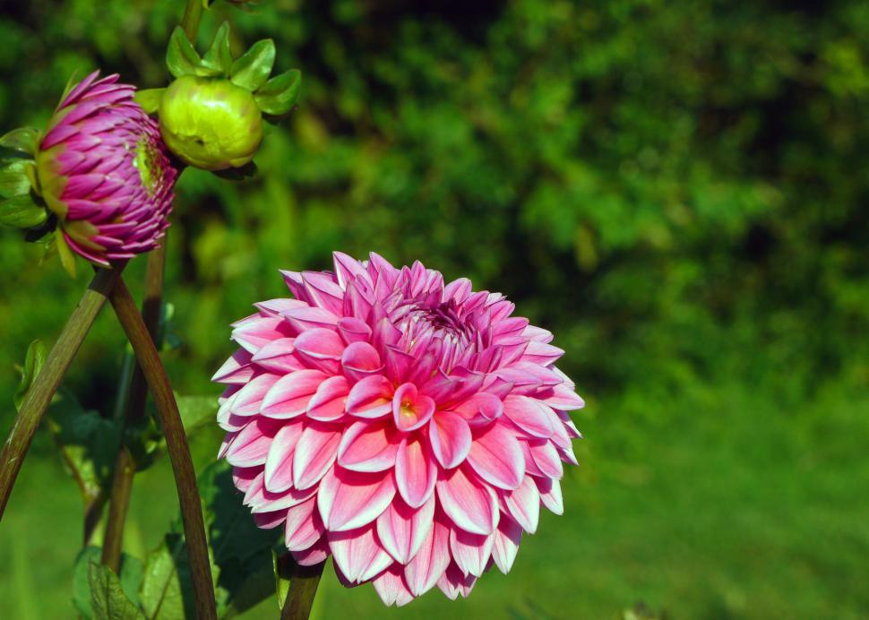 Free Image of Dahlia Pink Flowers 