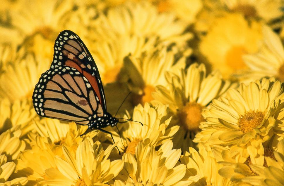 Free Image of Monarch butterfly on yellow 