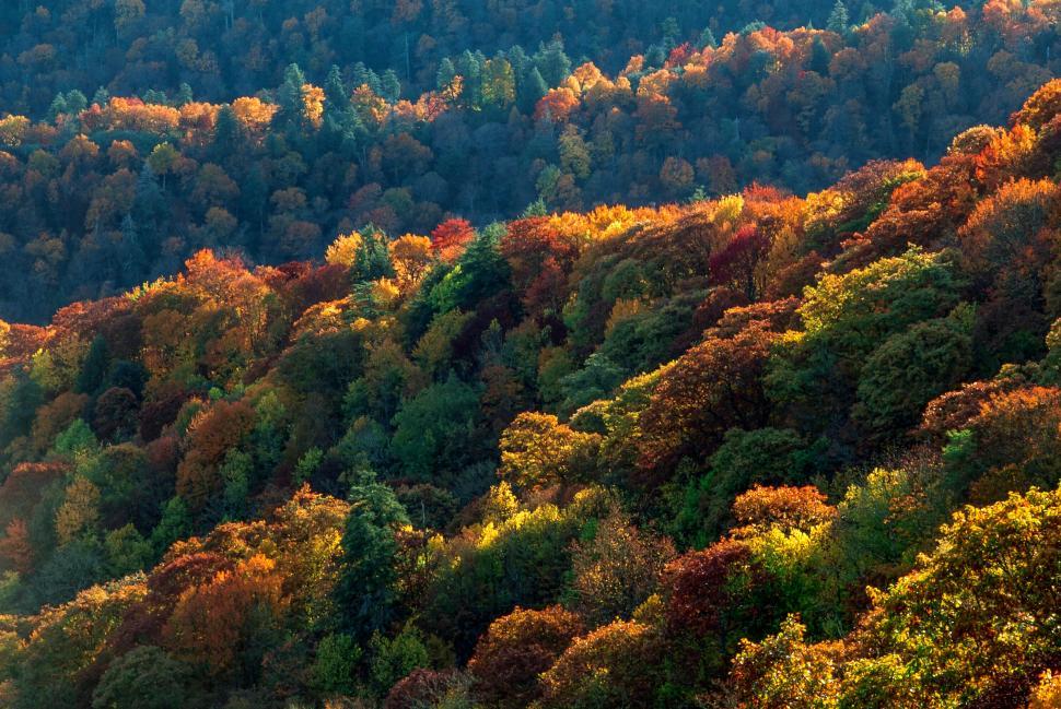 Free Image of Leaves turning in Great Smoky Mountains National Park 