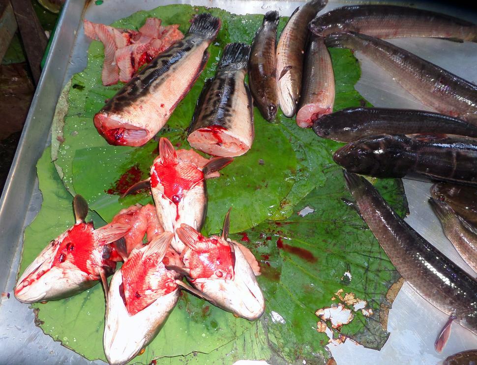 Free Image of Fresh fish at Cambodian street market 