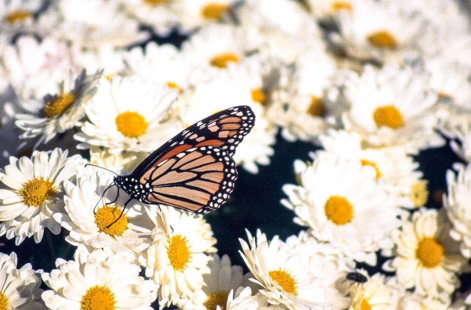 Free Image of Monarch butterfly 