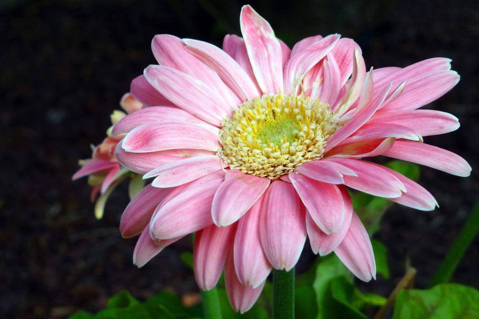 Free Image of Gerbera Daisy Pink Flower 