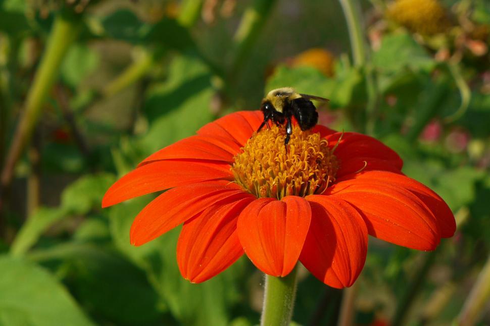 Free Image of Mexican Sunflower and Honey Bee 