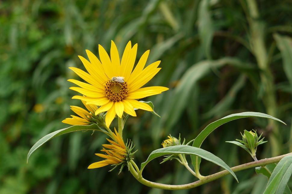 Free Image of Sunflower and Fly 