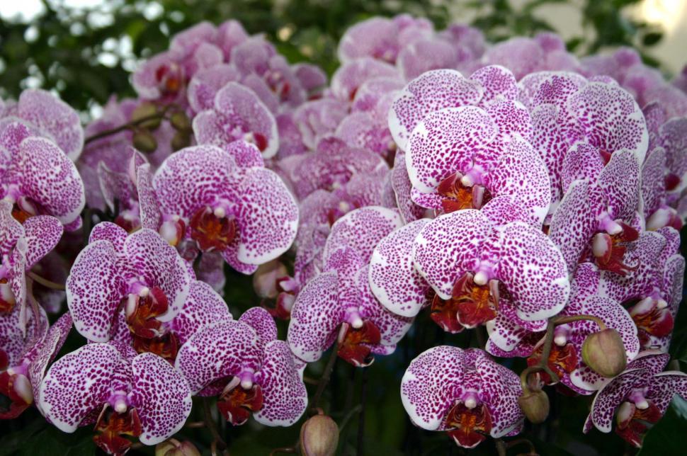 Free Image of Cluster of Purple Flowers With White Spots 
