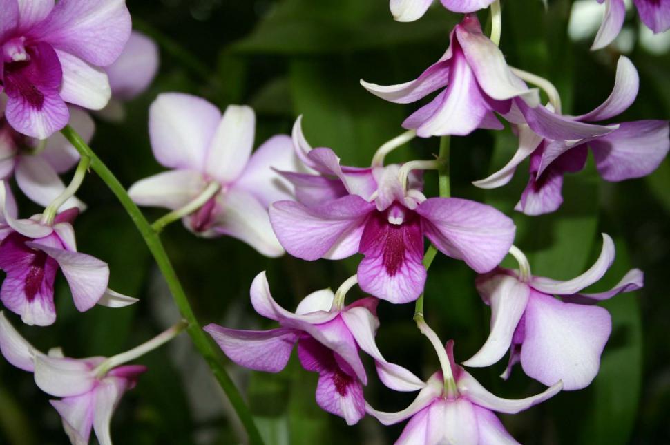 Free Image of orchids 
