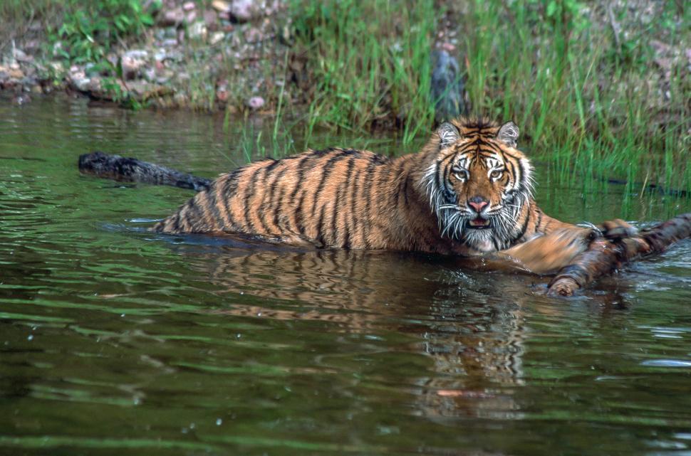 Free Image of Bengal Tiger 
