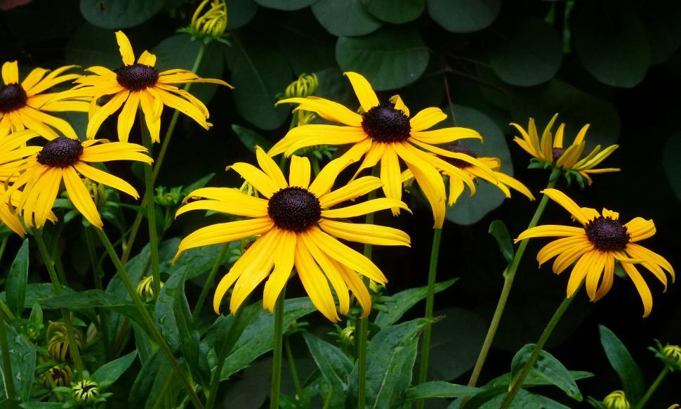 Free Image of Black-eyed Susan Plant in the Garden 