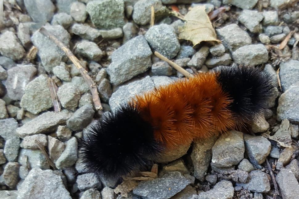 Free Image of Woolly Bear Caterpillar 