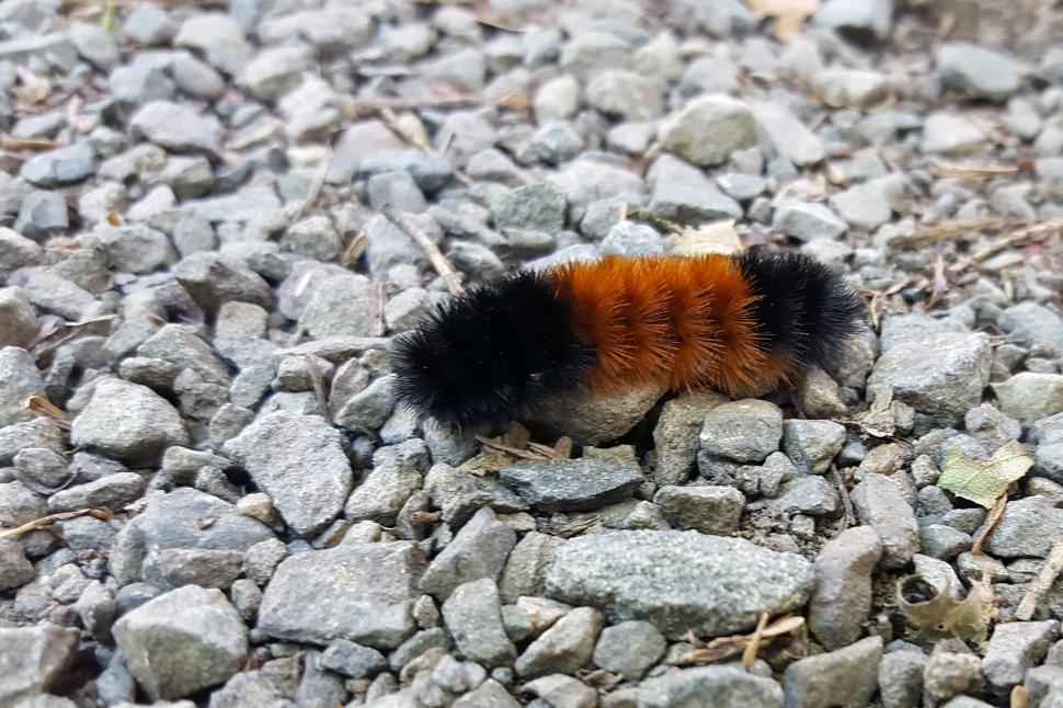 Download Free Stock Photo of Wooly Bear Caterpillar 