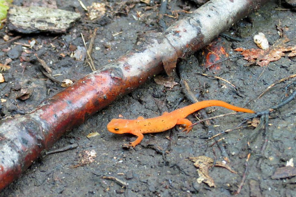 Free Image of Red Spotted Newt Eft 