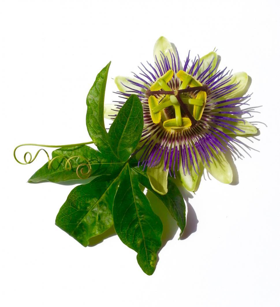 Free Image of Passion flower  
