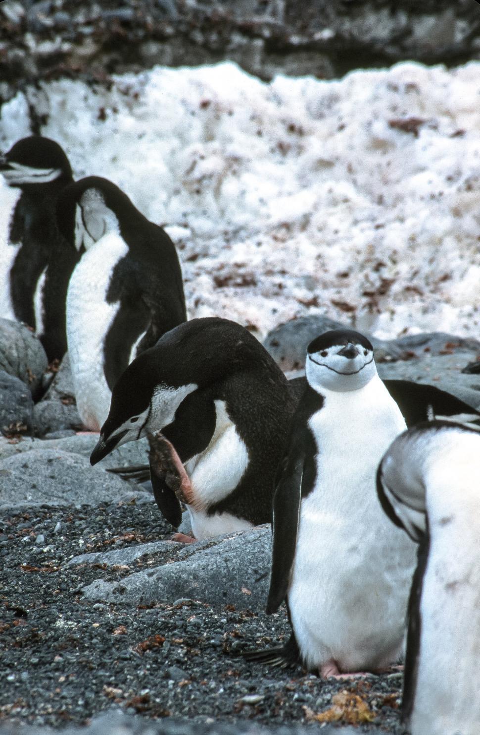 Free Image of Chinstrap penguins 