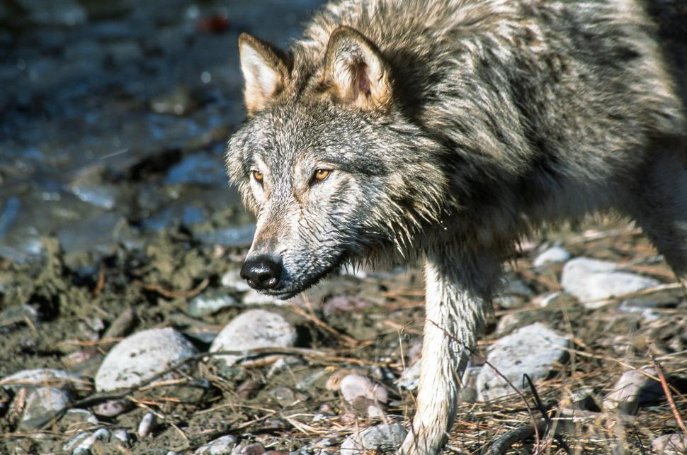 Free Image of Tundra Wolf 