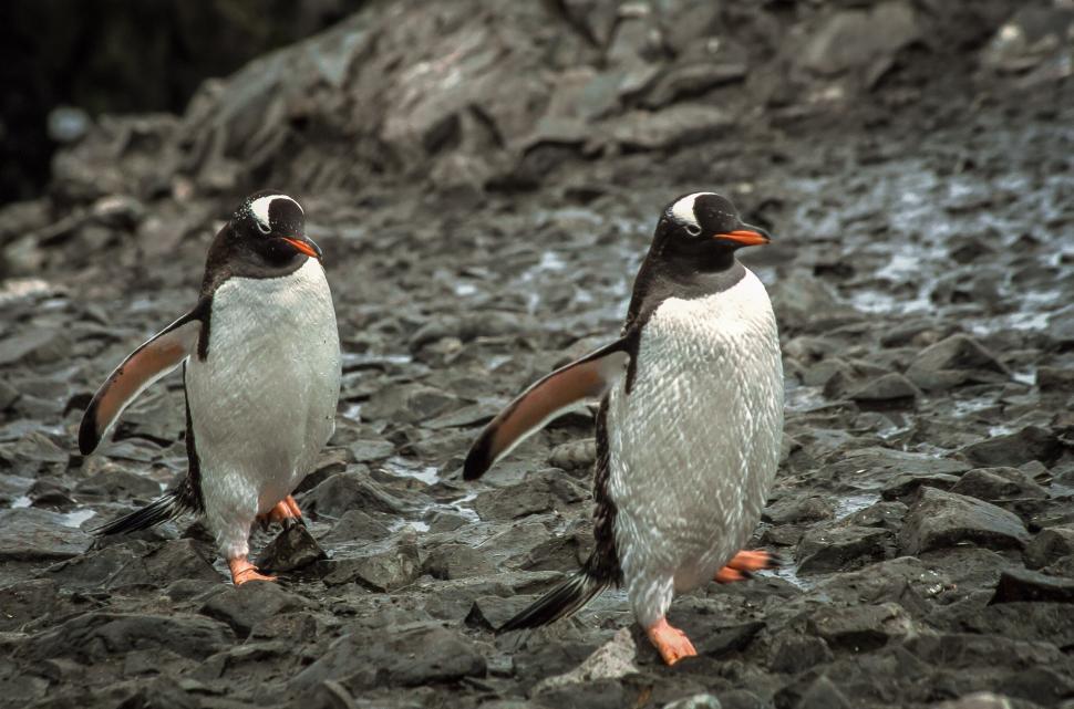 Free Image of Two Gentoo Penguins 