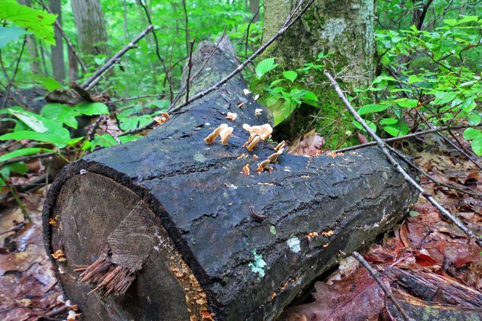 Free Image of Fungi On Tree Stump 