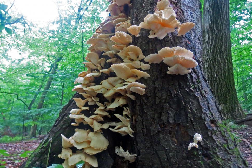 Free Image of Fungi Growing On Tree 