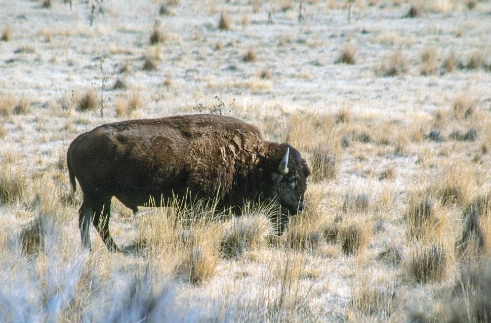 Free Image of Buffalo at Antelope Island State Park 