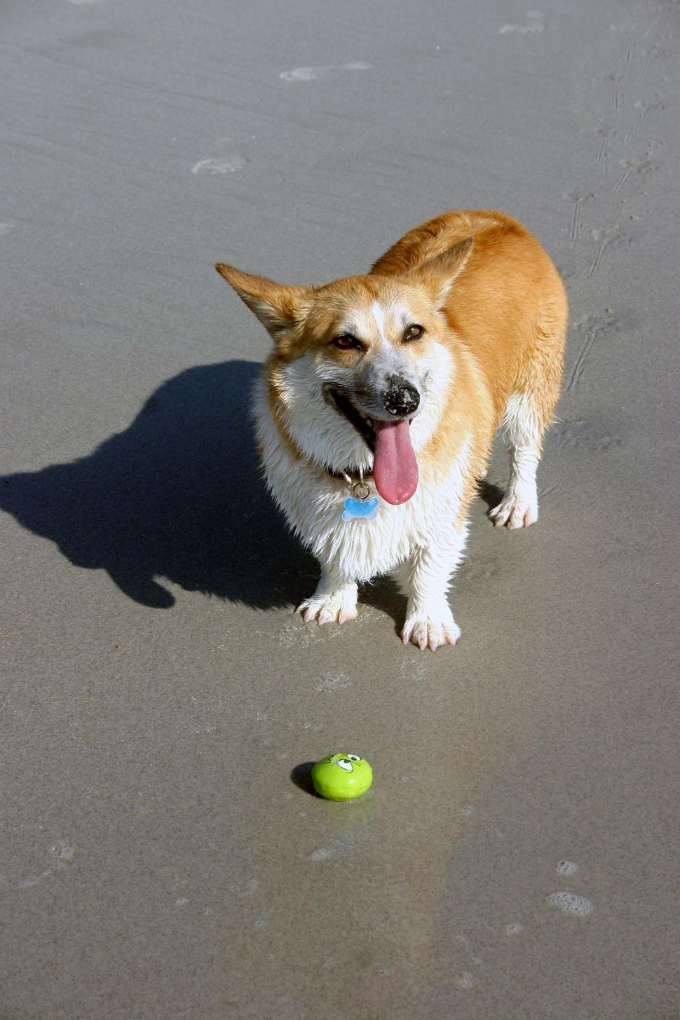 Free Image of Dog Standing on Beach Next to Ball 