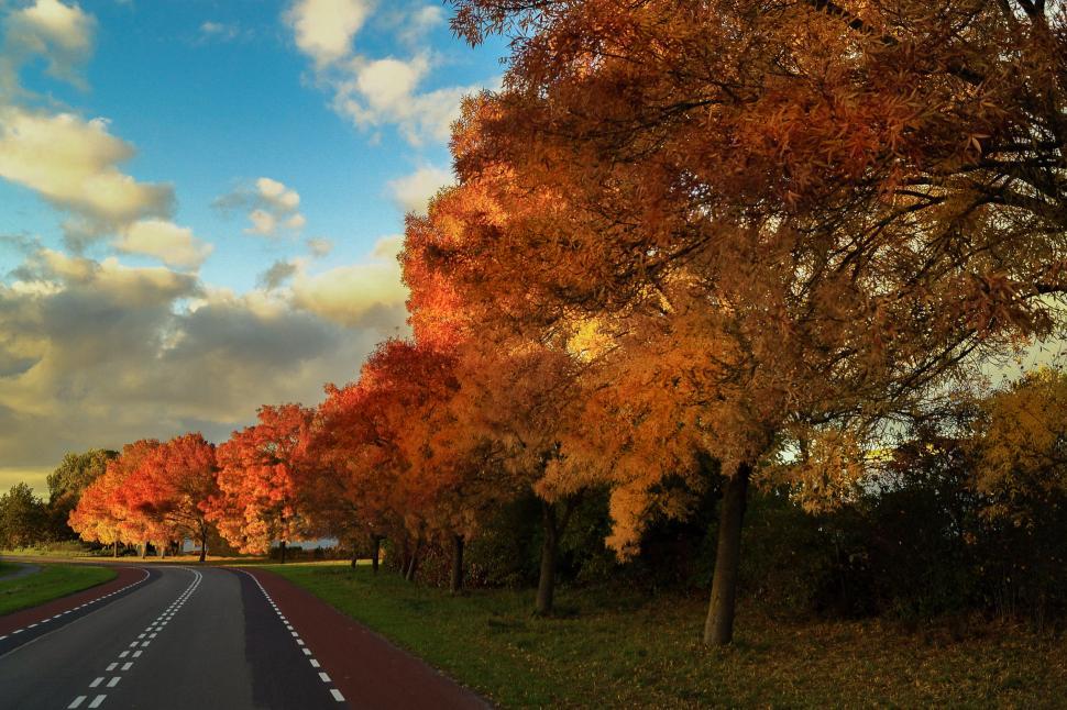 Free Image of Lined Trees Along a Country Road 