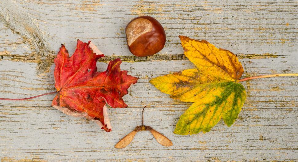 Free Image of Autumn Leaves and Acorns on Wooden Surface 