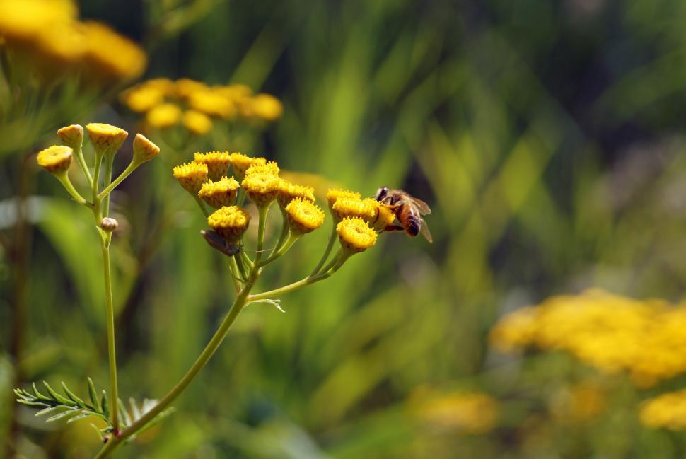 Free Image of Bee Resting on Yellow Flower in Field 