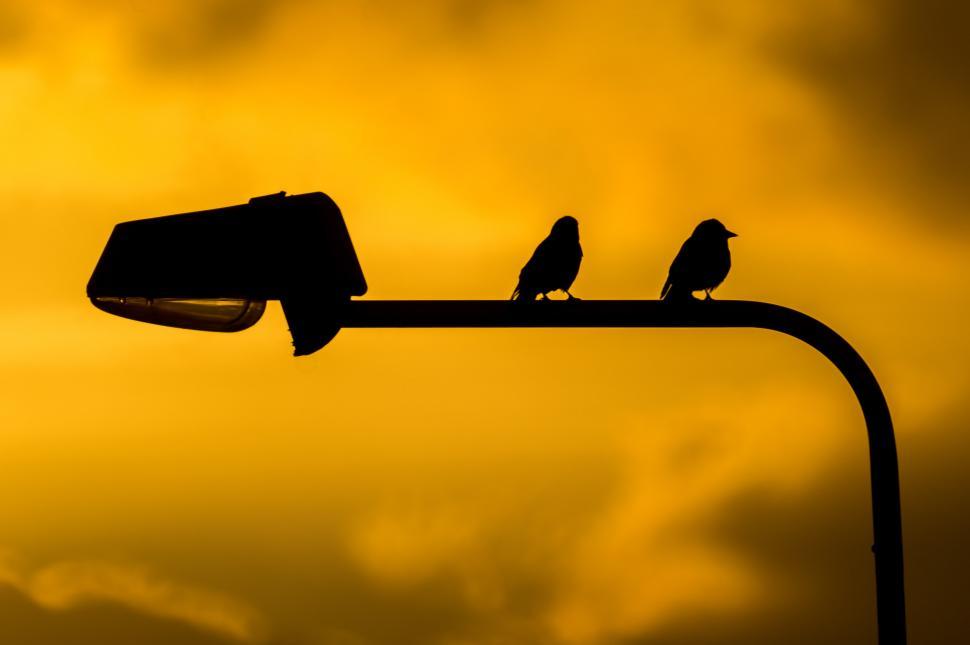 Free Image of Birds Perched on Street Light 