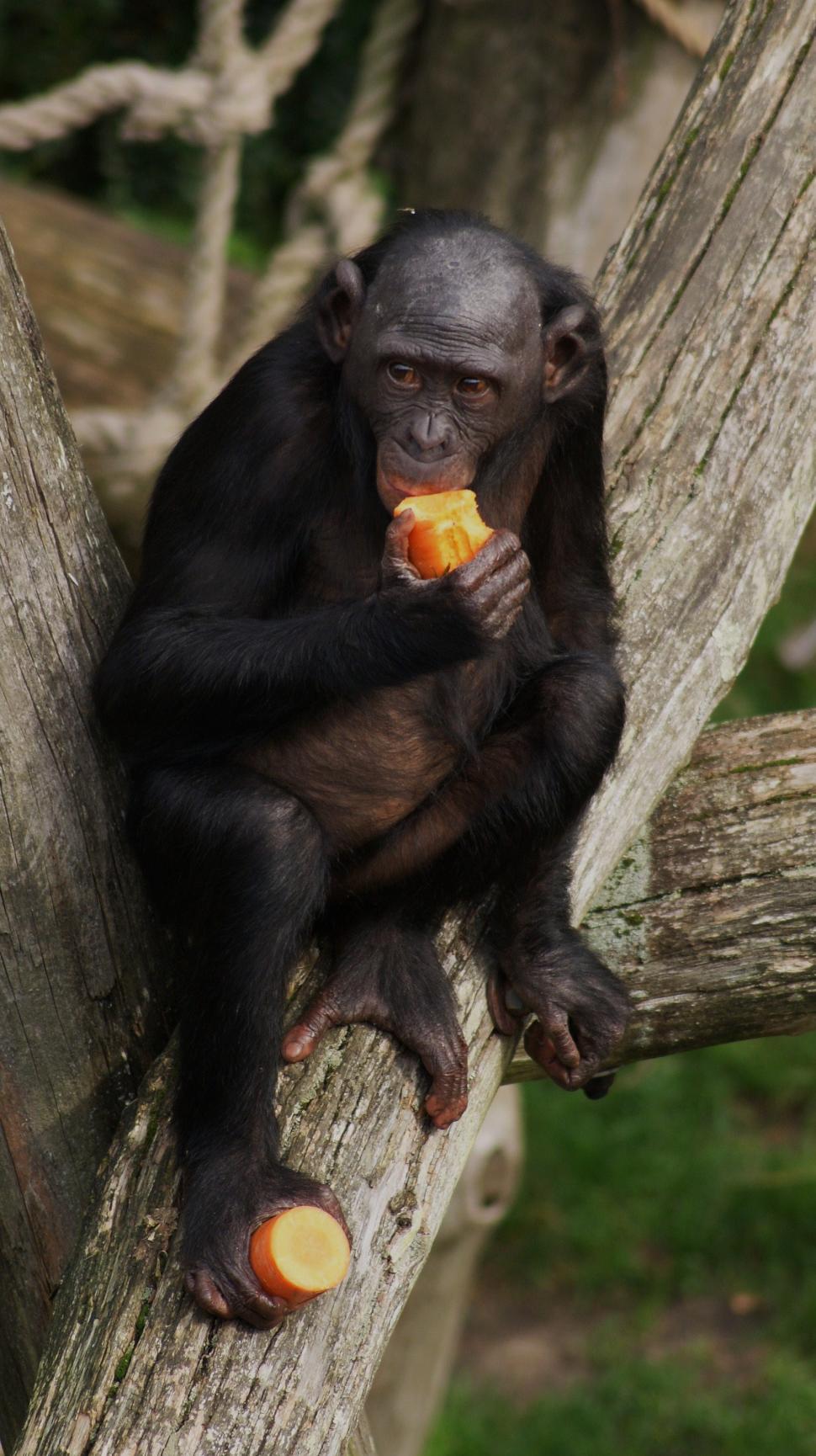 Free Image of Monkey Sitting on a Tree Eating an Apple 