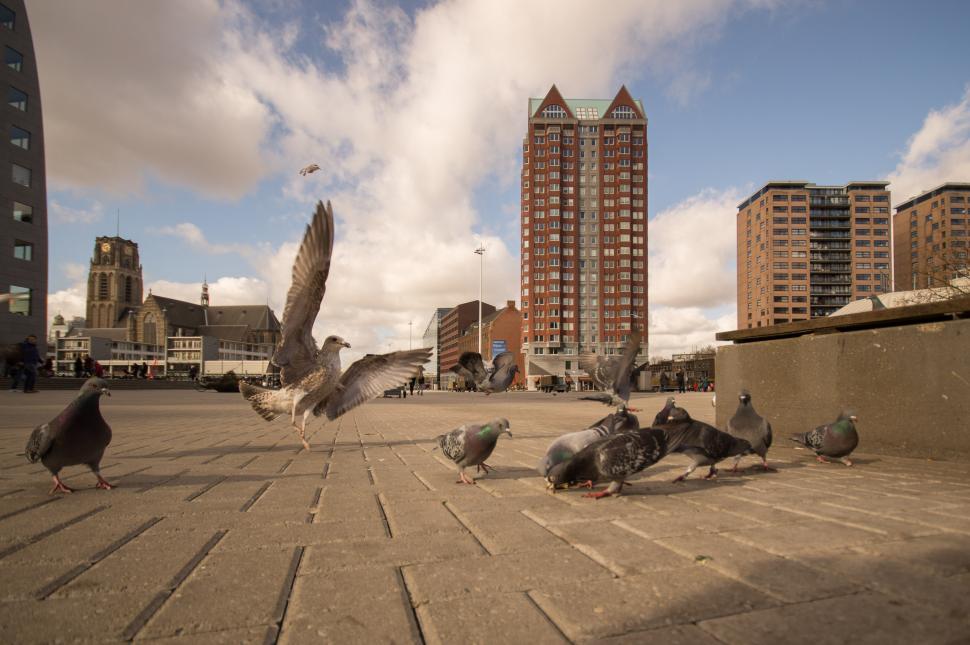 Free Image of Flock of Birds Standing on Top of Sidewalk 