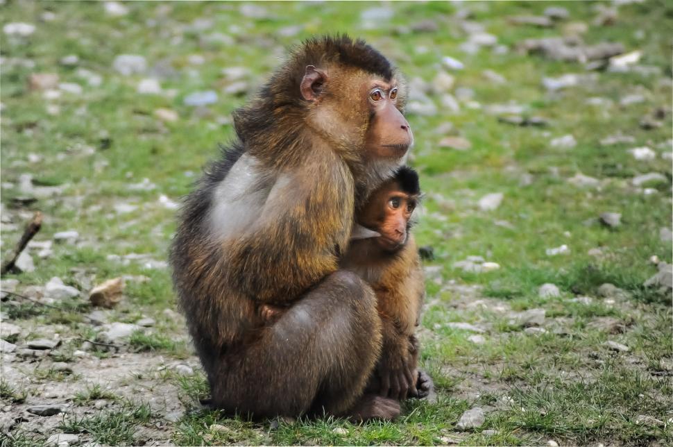 Free Image of Monkey and Baby Sitting on Ground 