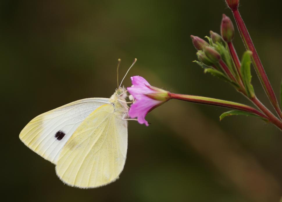 Free Image of White Butterfly on Pink Flower 