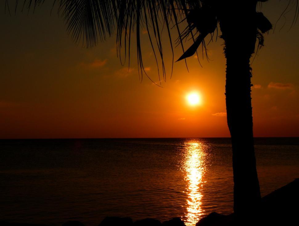 Free Image of Palm Tree Silhouetted Against Ocean Sunset 