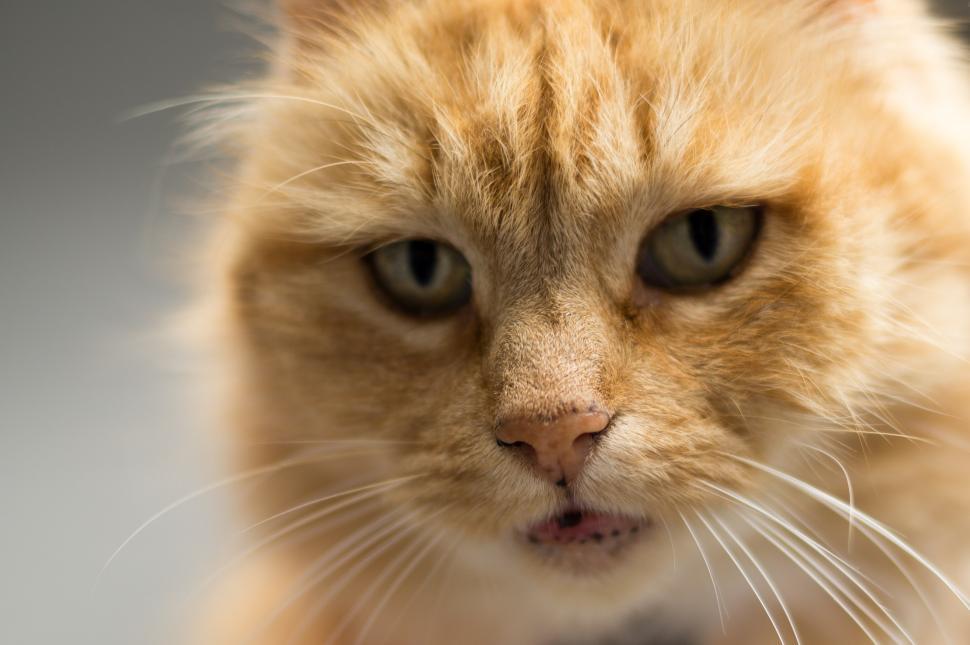 Free Image of Close Up of a Cat Staring at the Camera 