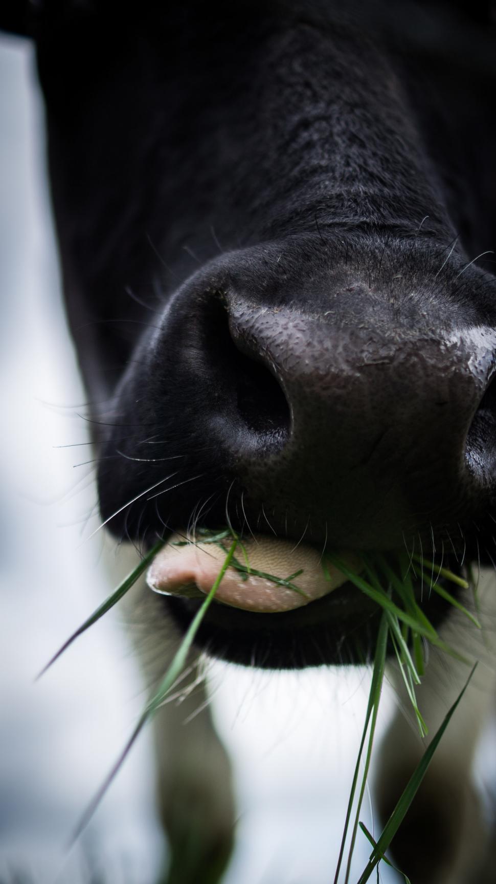 Free Image of Close Up of a Cow Eating Grass 