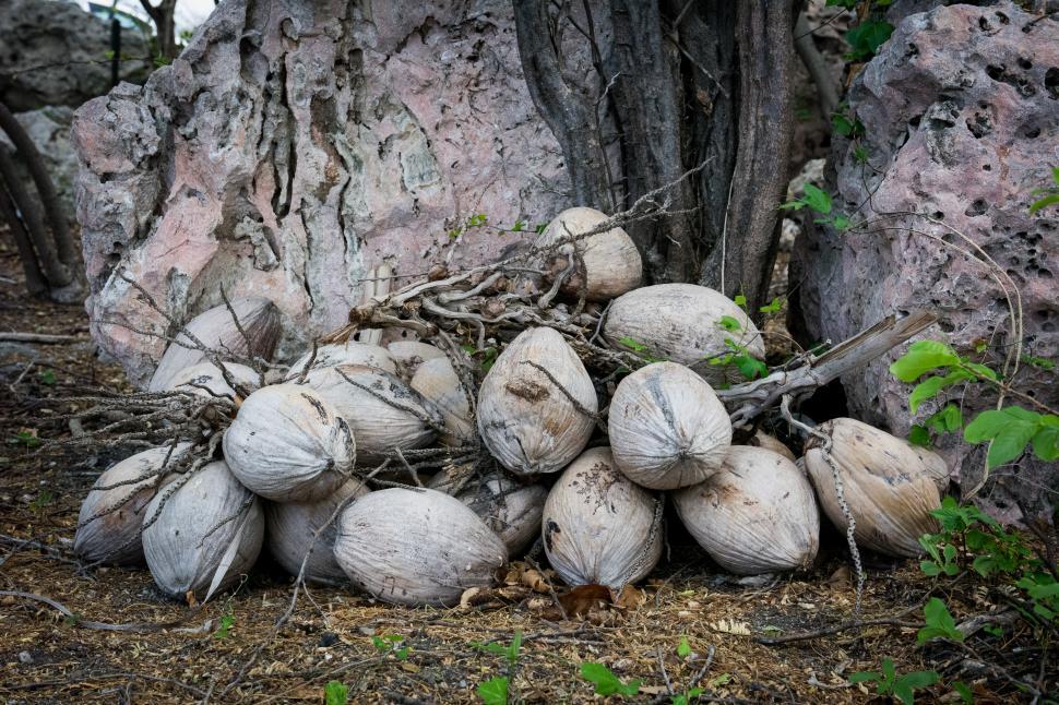 Free Image of A Pile of Coconuts Next to a Tree 