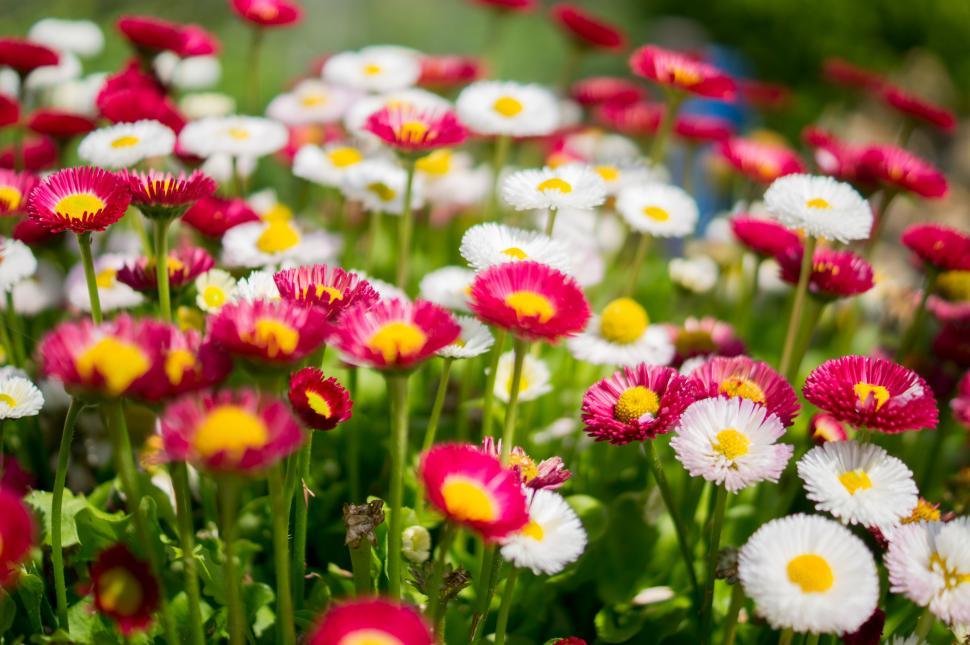 Free Image of Cluster of Flowers in the Grass 