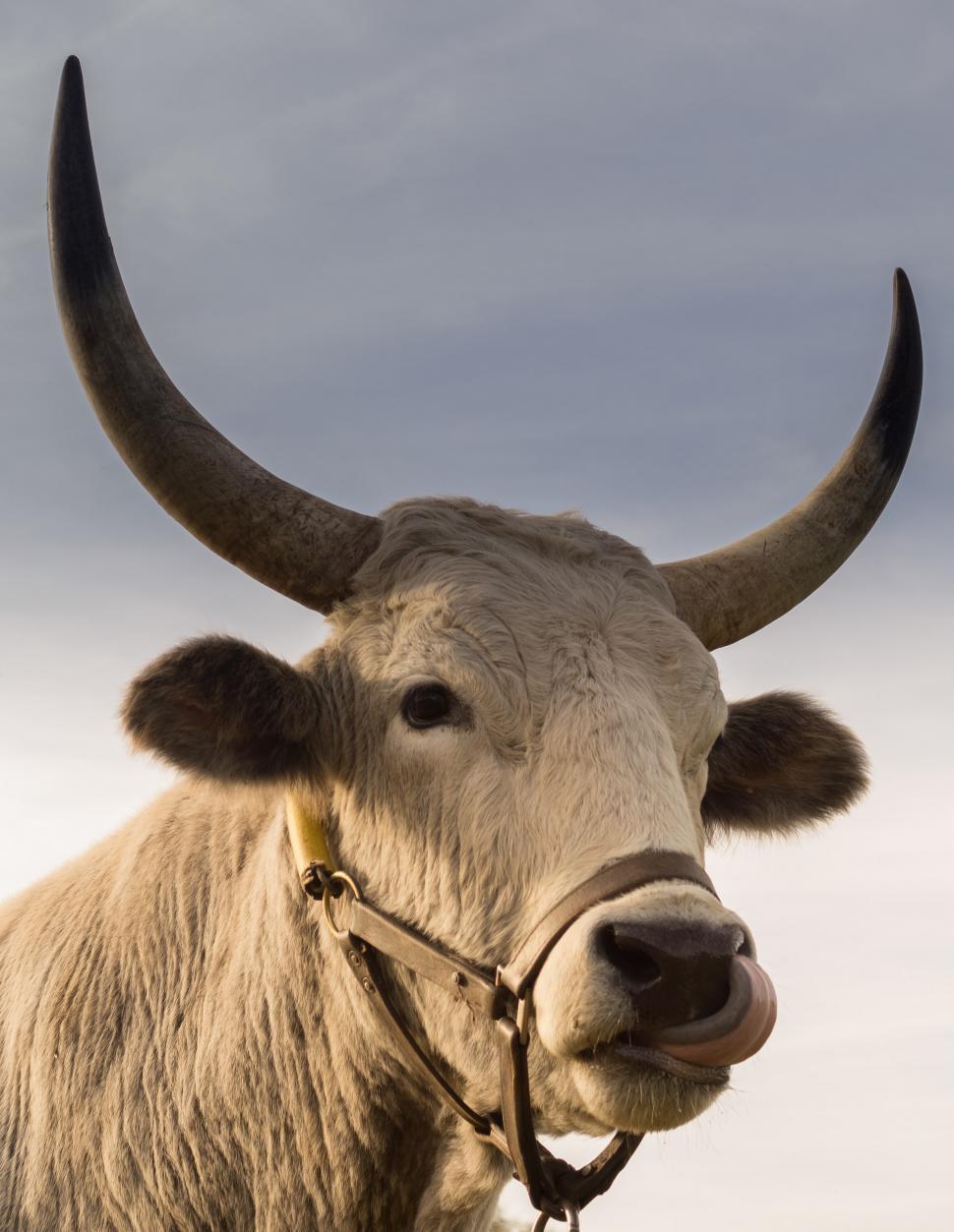 Free Image of Close Up of Cow With Large Horns 