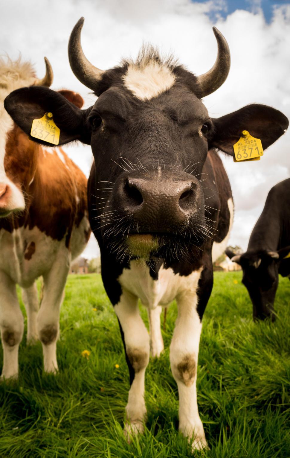 Free Image of Group of Cows Standing on Lush Green Field 