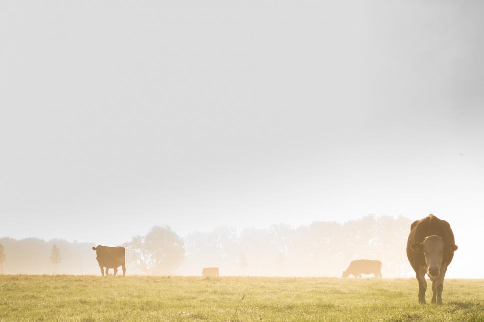 Free Image of Cattle Herd Grazing on Grass-Covered Field 