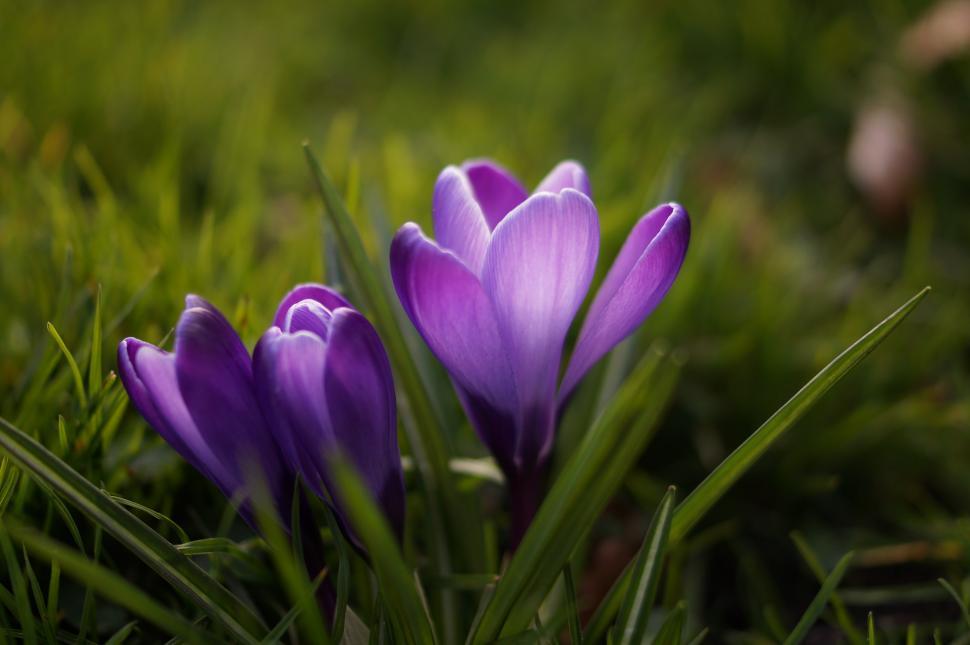 Free Image of Purple Flowers on Lush Green Field 