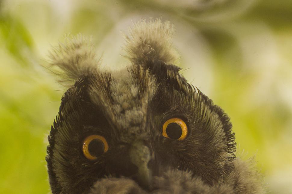 Free Image of Close Up of Bird With Yellow Eyes 