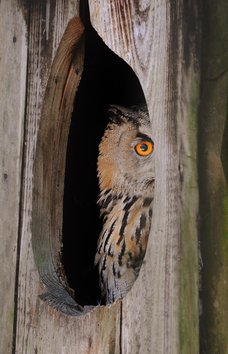 Free Image of Owl Peering Out of Birdhouse 