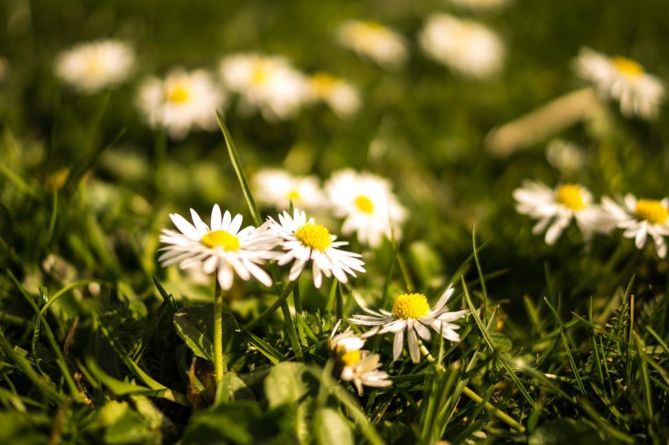 Free Image of Bunch of Daisies in the Grass 