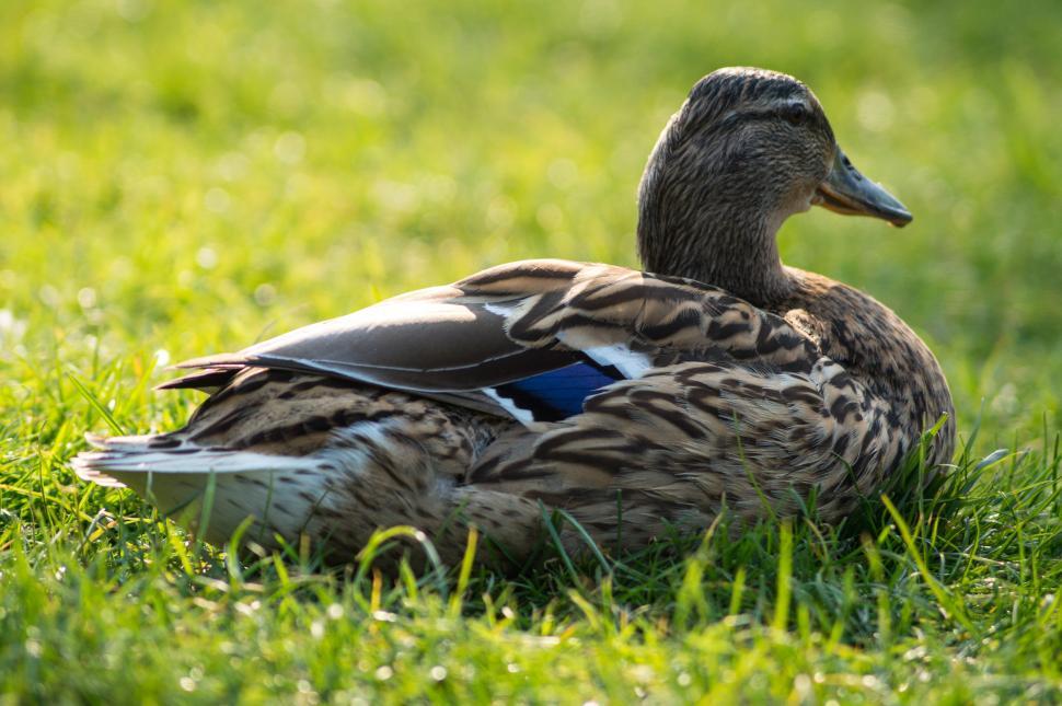 Free Image of Duck Sitting in Grass 