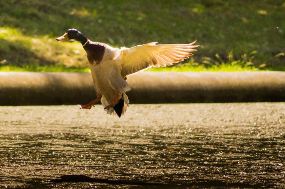 Free Image of Duck Flying in the Air 