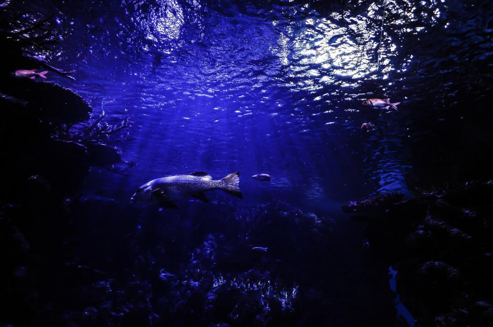 Free Image of A Fish Swimming in the Water at Night 