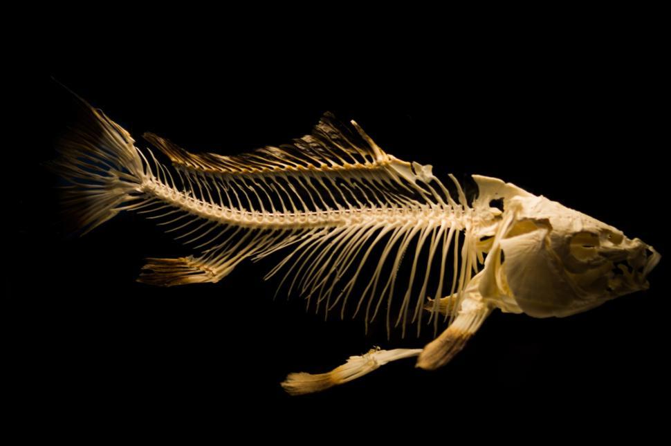 Free Image of Skeleton of a Fish on a Black Background 