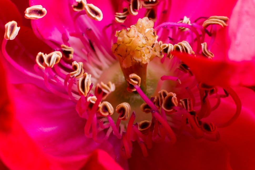 Free Image of Close Up View of a Pink Flower 