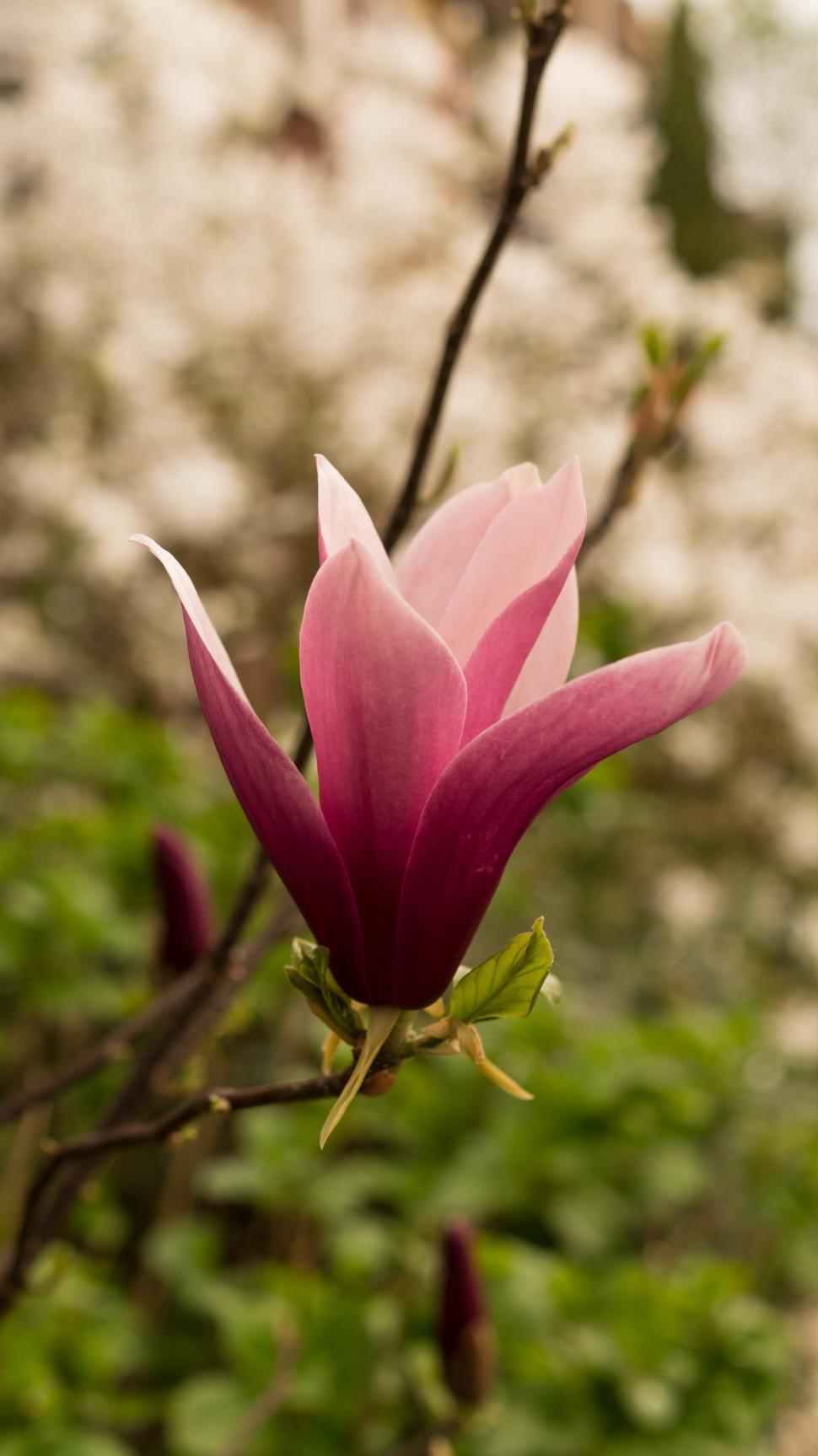 Free Image of Close Up of a Pink Flower on a Tree 