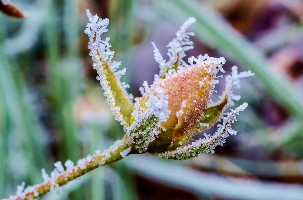 Free Image of Frost-Covered Flower Close-Up 